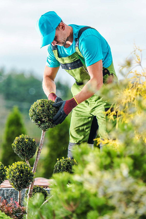 Jardiner entretien des buissons