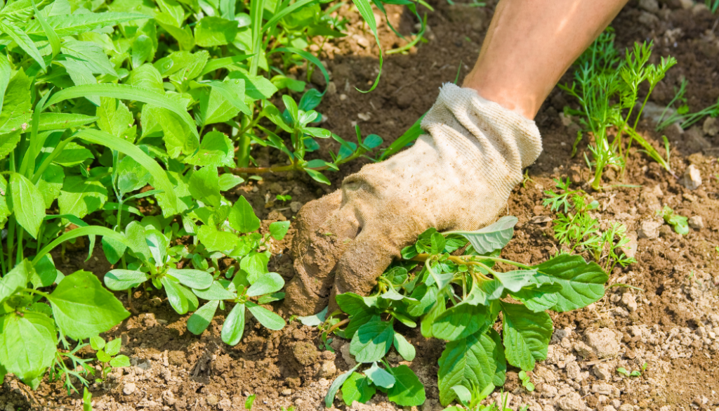 personne qui enlève les mauvaises herbes à l'aide d'un gant