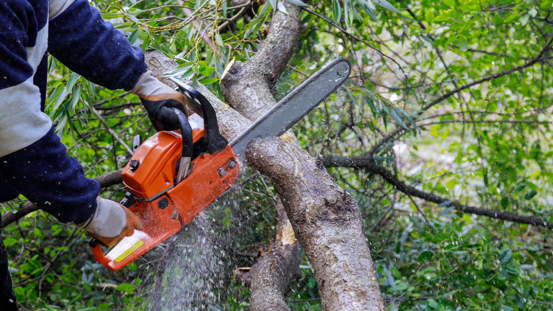 un homme qui élague un arbre avec une tronceneuse