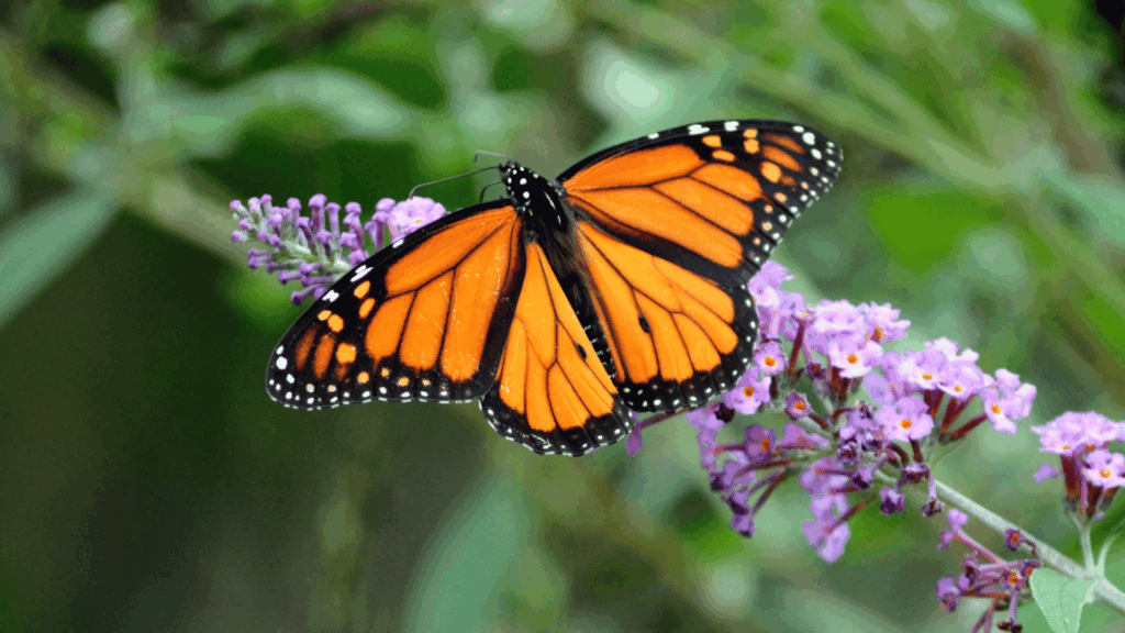 papillon orange posé sur une fleur violette