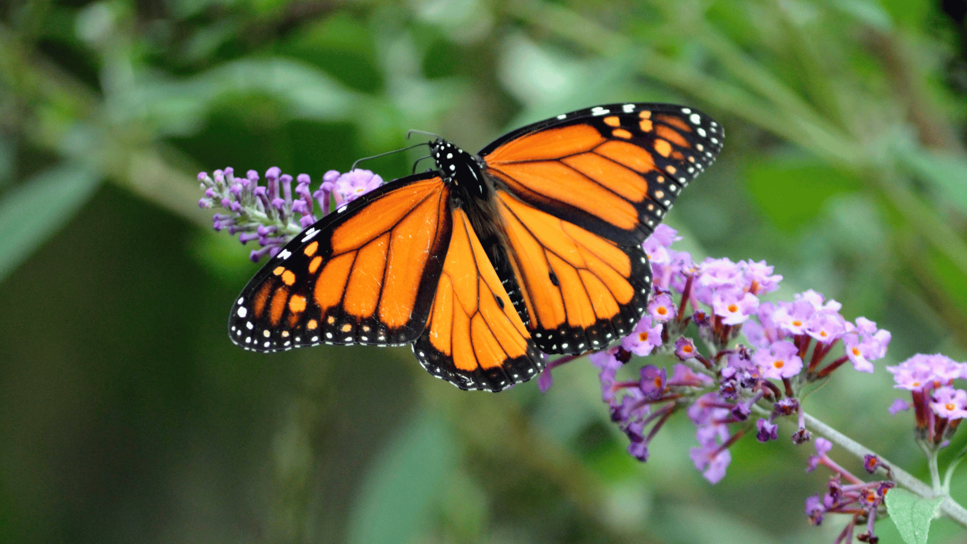 papillon orange posé sur une fleur violette
