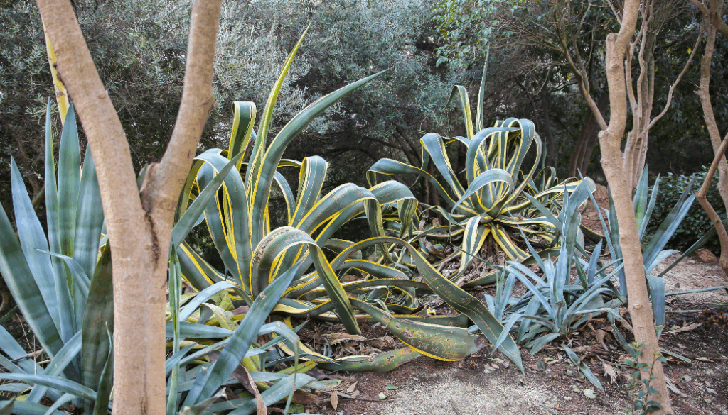 variétés de plantes supportant la chaleur