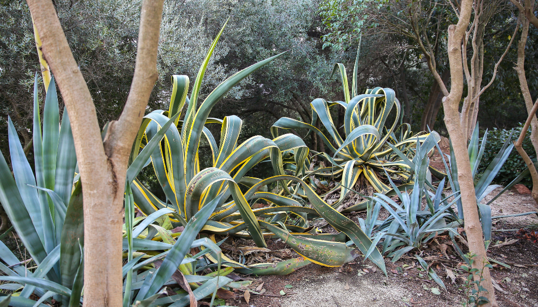 variétés de plantes supportant la chaleur
