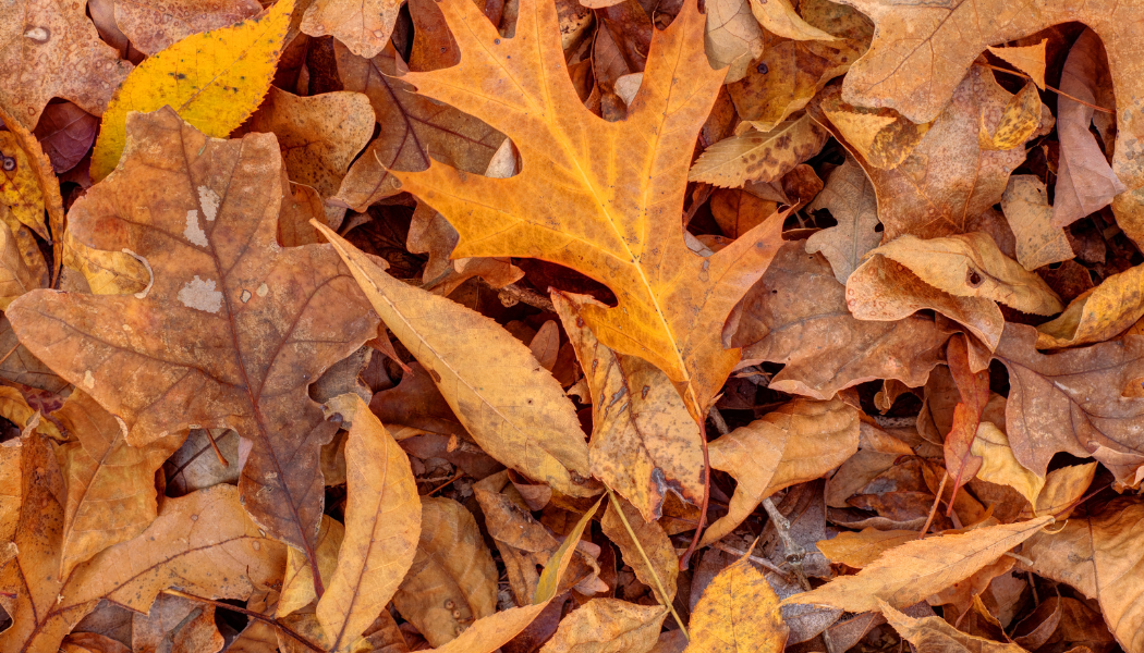 feuilles mortes