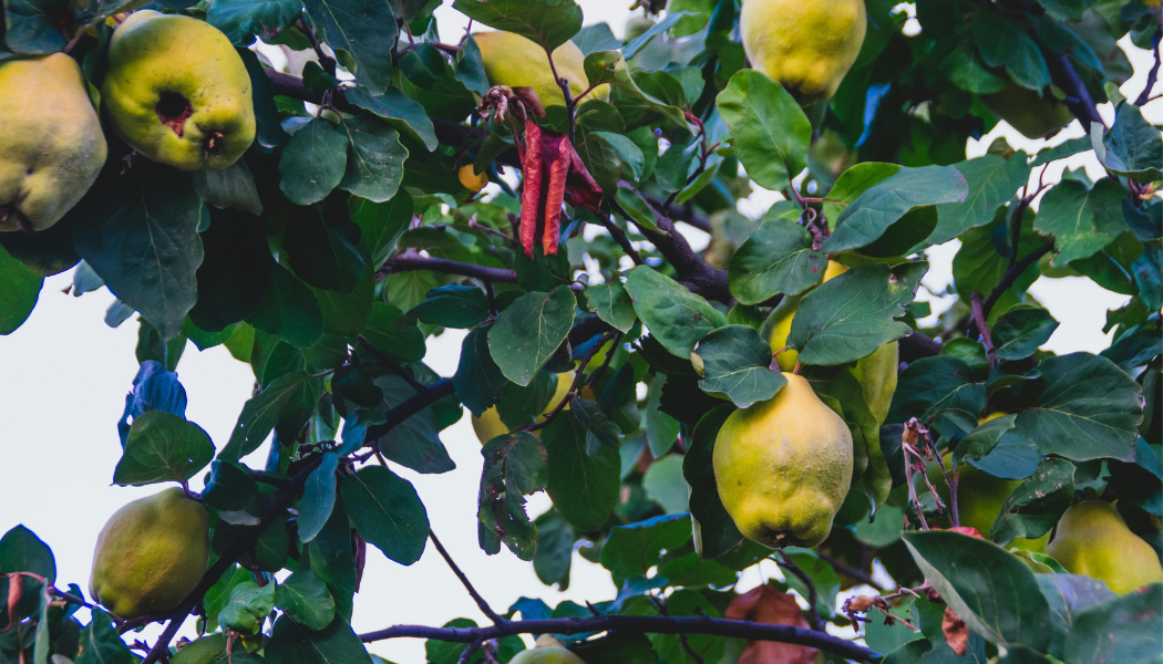 photo de branche de cognassier fournie en coing