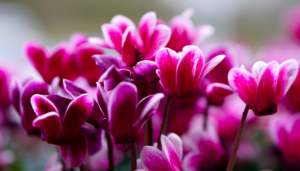 cyclamen