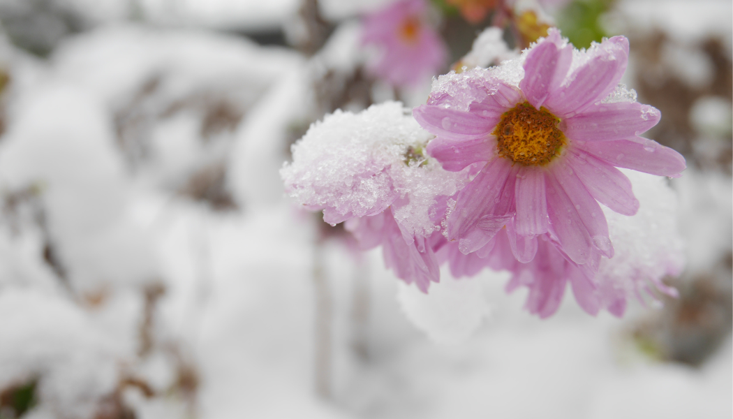 fleurs sous la neige